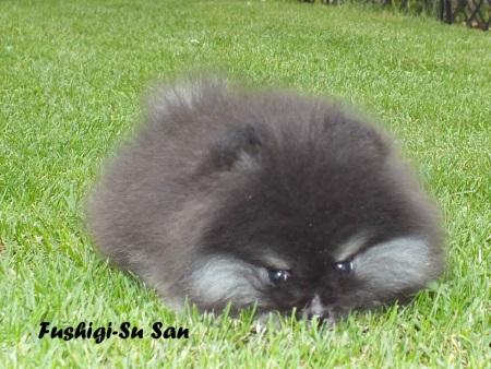 Fushigi-3 Fushigi-3