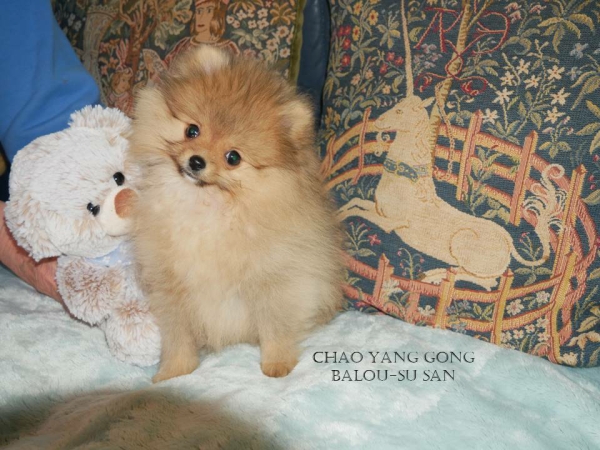 Balou-Folie36 Balou-Folie36