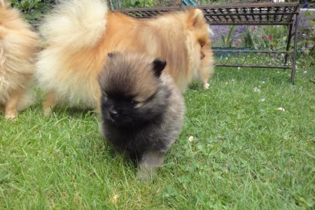 Der Garten ist doch gr÷¯er als die Aiko gedacht hat Der Garten ist doch gr÷¯er als die Aiko gedacht hat