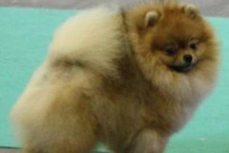 Der Vater ist der Prince Charming Fancy¦s Poms Der Vater ist der Prince Charming Fancy¦s Poms