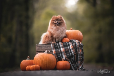 Romy-.Halloween Romy-.Halloween