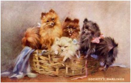 Societys Darlings by Mabel Gear