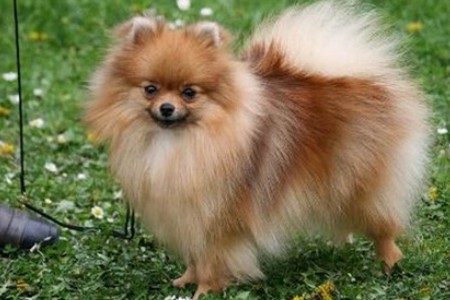 Zwergspitz Coco-Chanel-von-Taischan 01