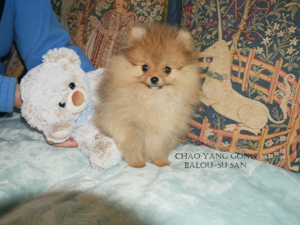 balou-Folie38 balou-Folie38