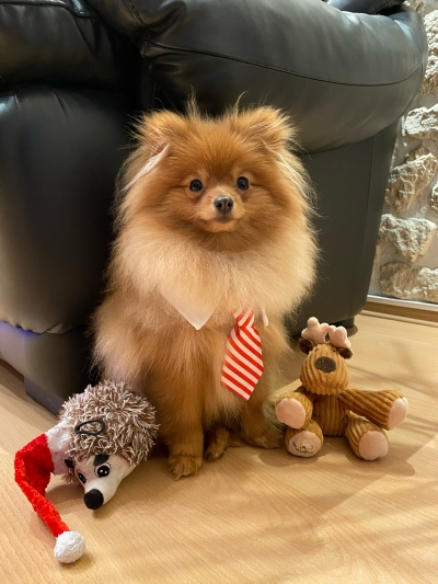 pacha weihnachtengr pacha weihnachtengr