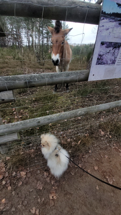 perie mit esel20211121_153218 perie mit esel20211121_153218
