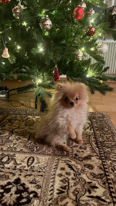 pippin 24.12.22-2 pippin 24.12.22-2
